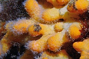 Simnia patula ponte-Alcyonium-digitatum Belle Ile Basse Palais-14m-20160701-Denis-ADER-DSC_8457_tn